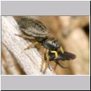 Heliophanus flavipes - Springspinne 01a 5mm mit Fliege.jpg